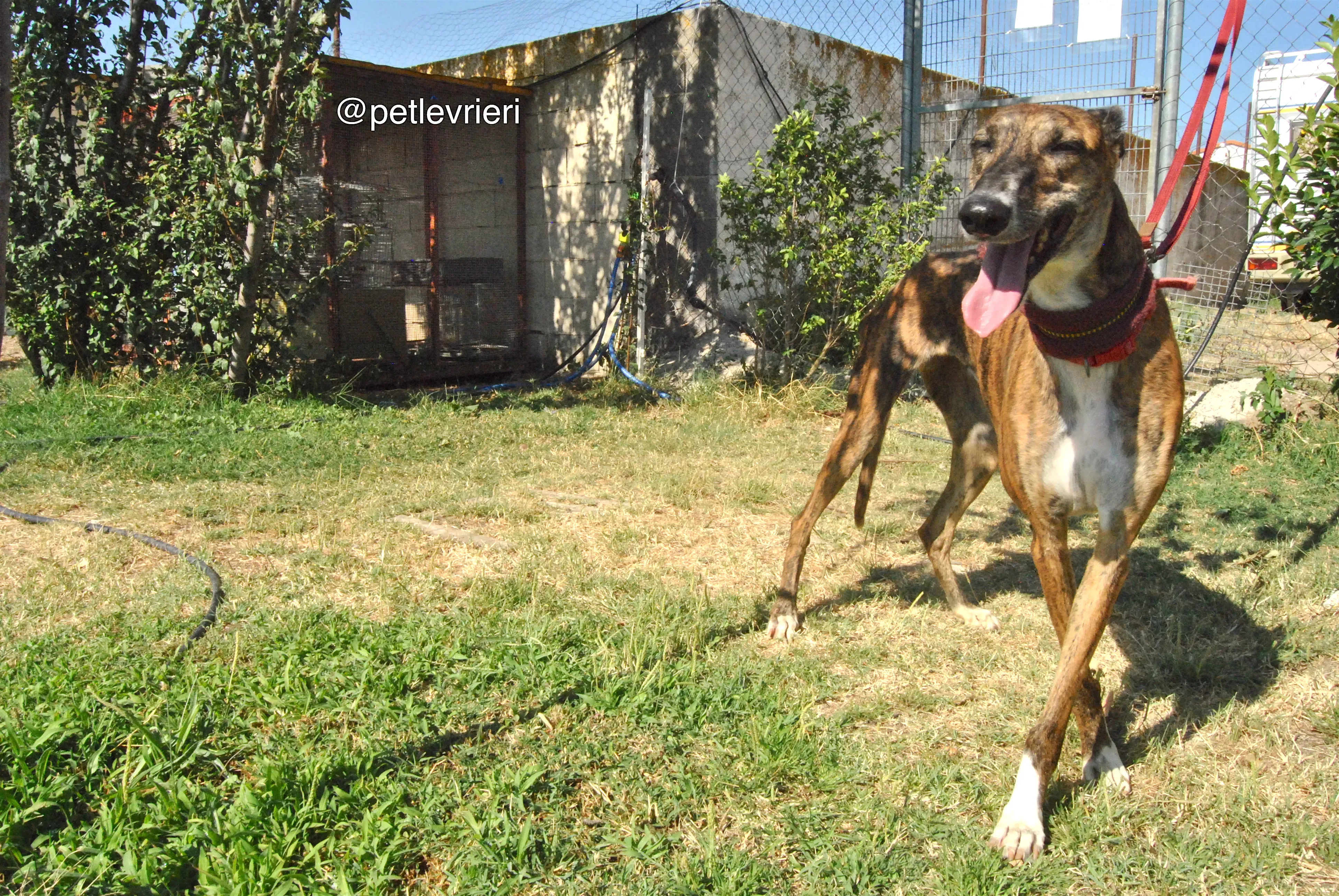 8 sevillana adozione levrieri galgo