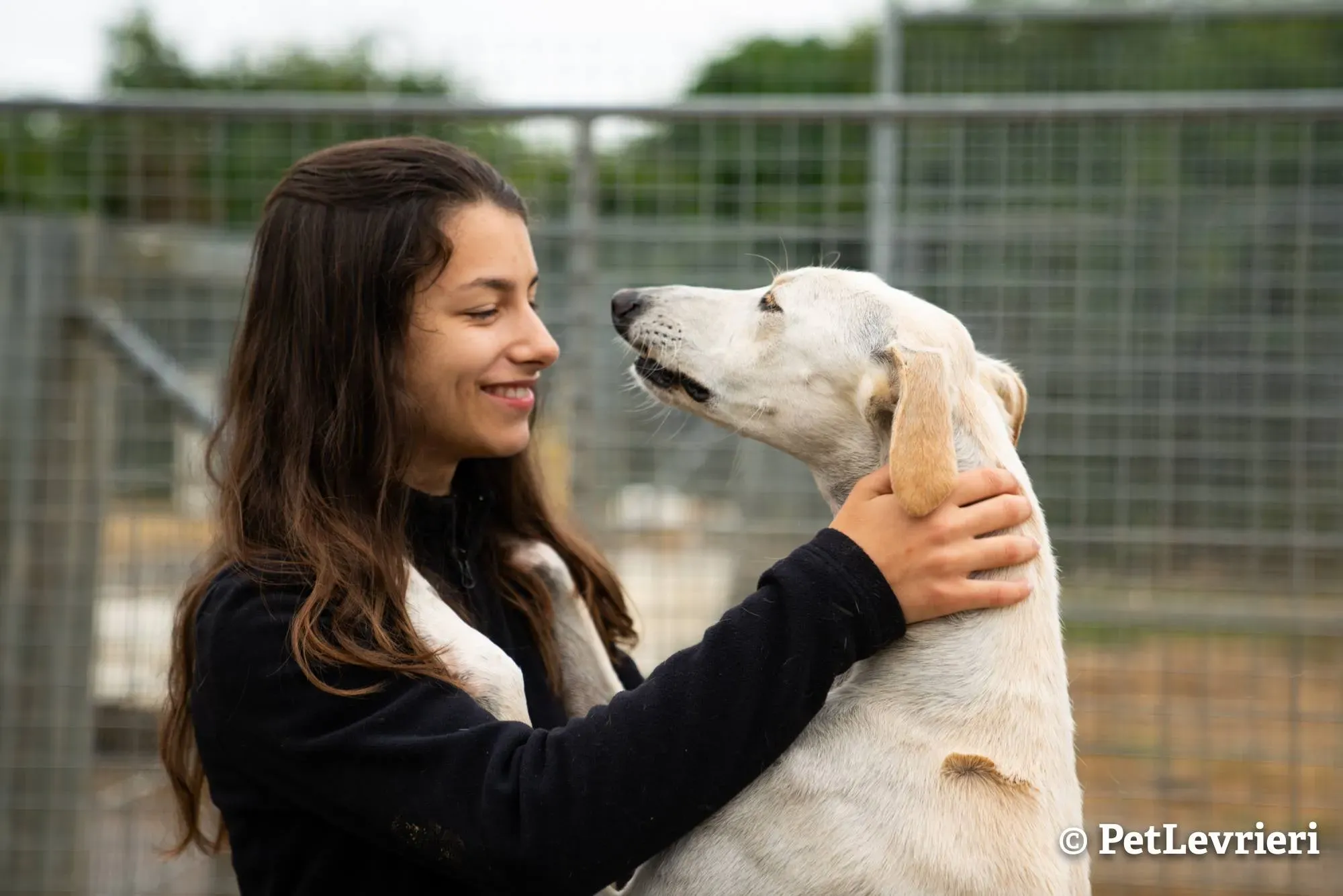 8 snowman adozione levrieri greyhound