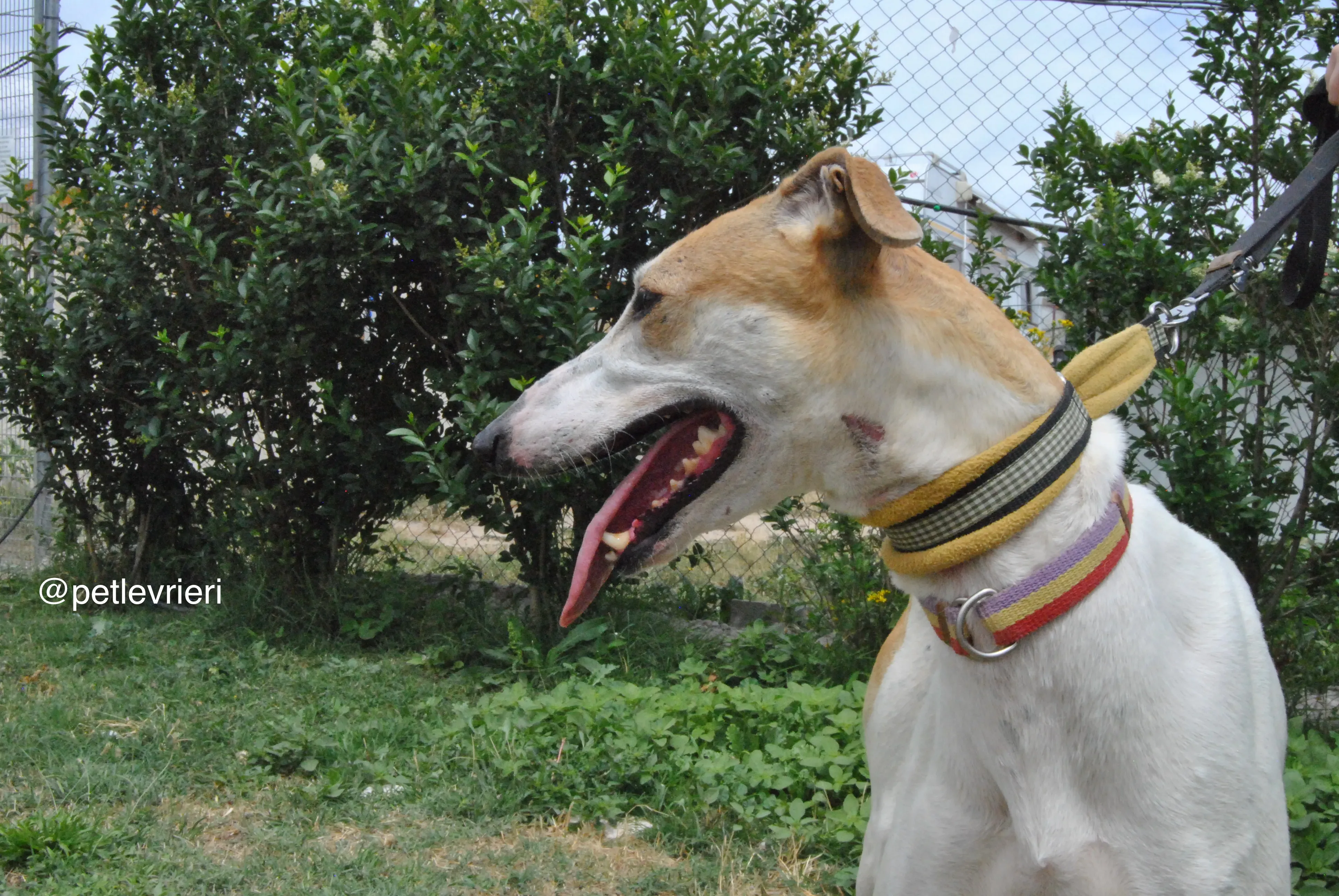 8 soda adozione levrieri galgo