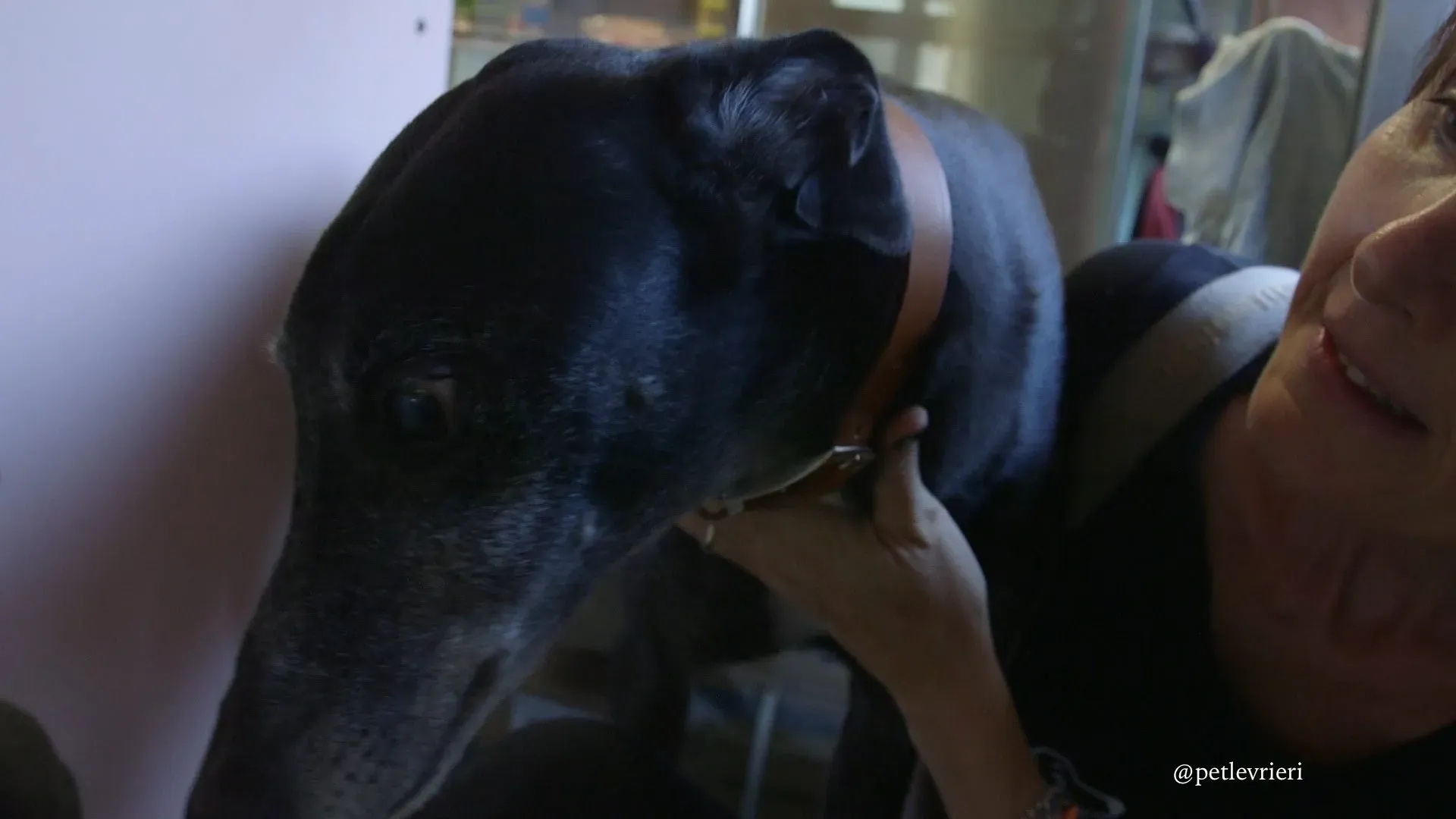 8 sparky adozione greyhound macao