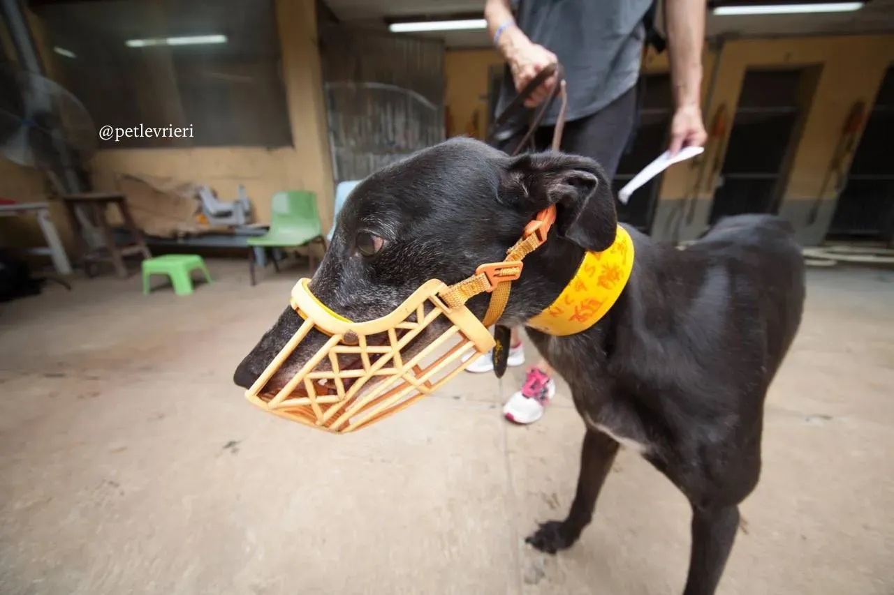 8 sprite point adozione greyhound macao