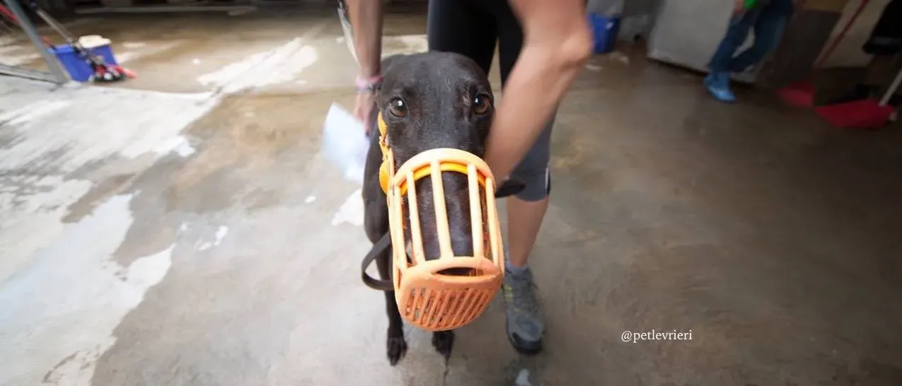 8 spritely keroma adozione greyhound macao