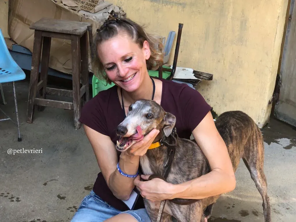 8 sure outstanding adozione greyhound macao