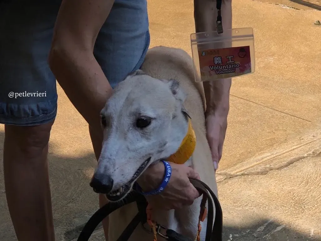 8 sure sure sweet adozione greyhound macao 1024x768