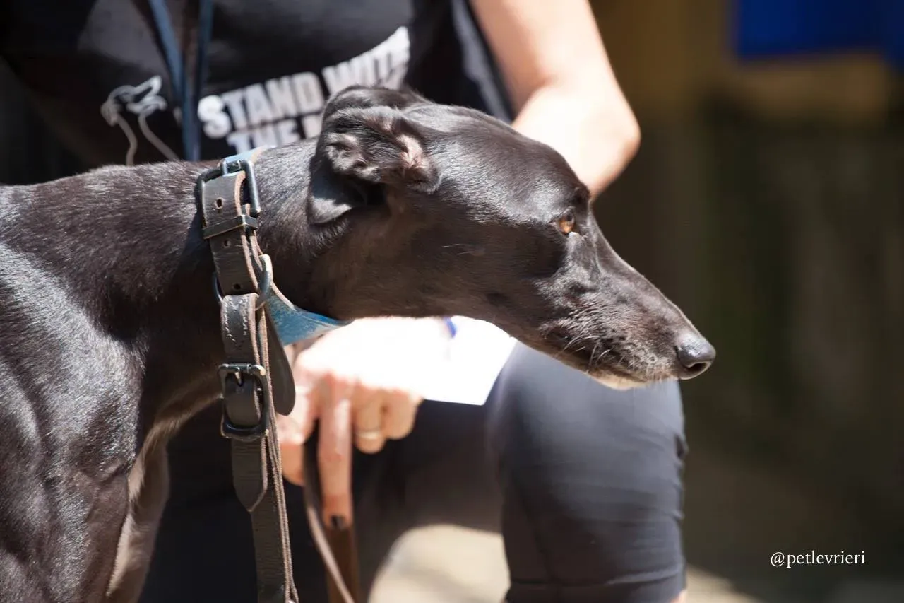 8 sweet choice adozione greyhound macao