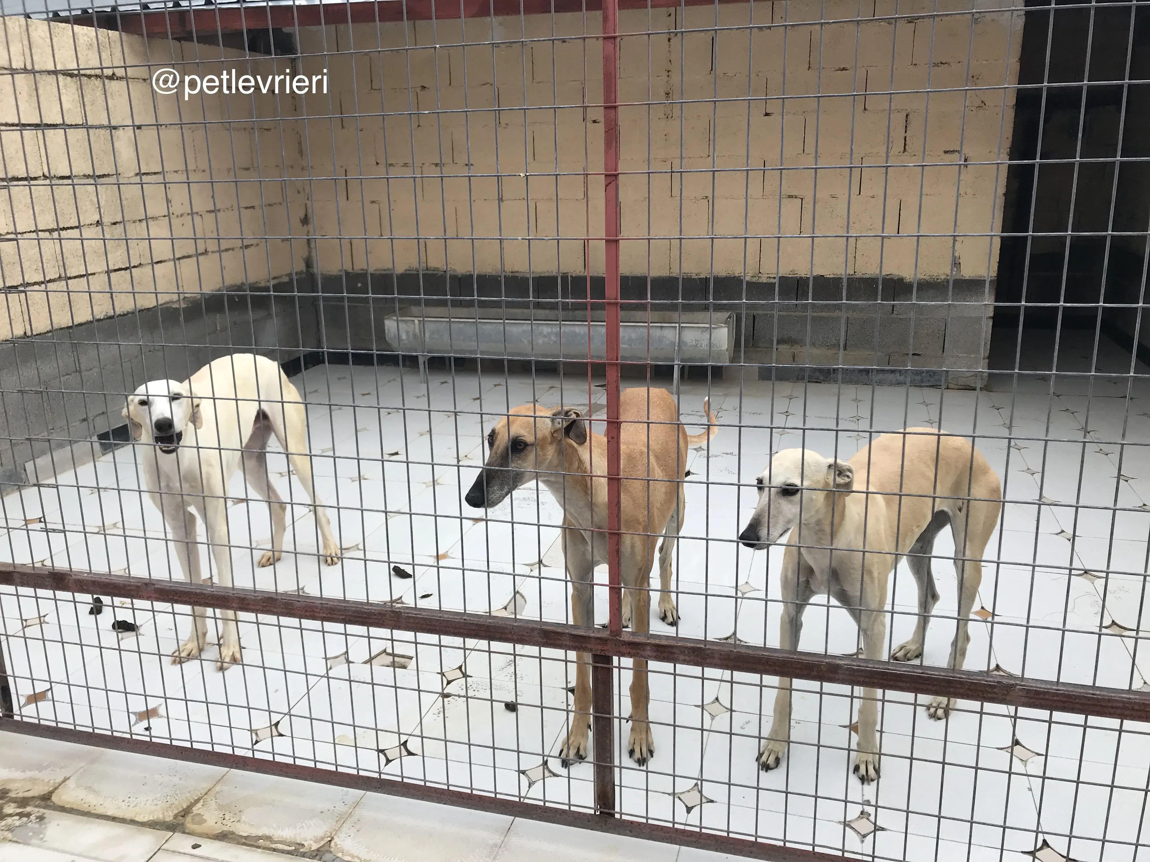 8 tori cacique liona adozione galgo quarantena