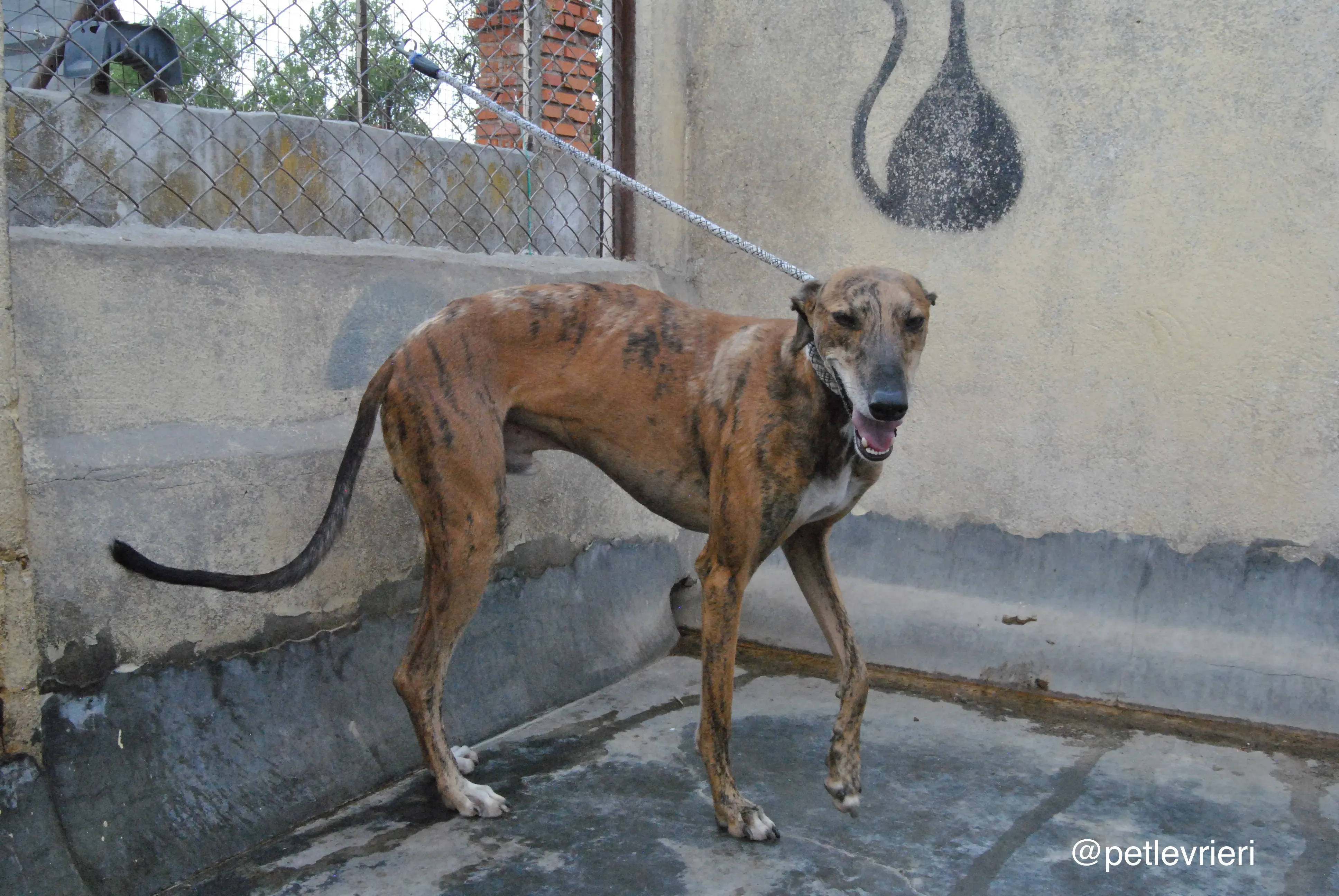 8 verdi adozione levrieri galgo