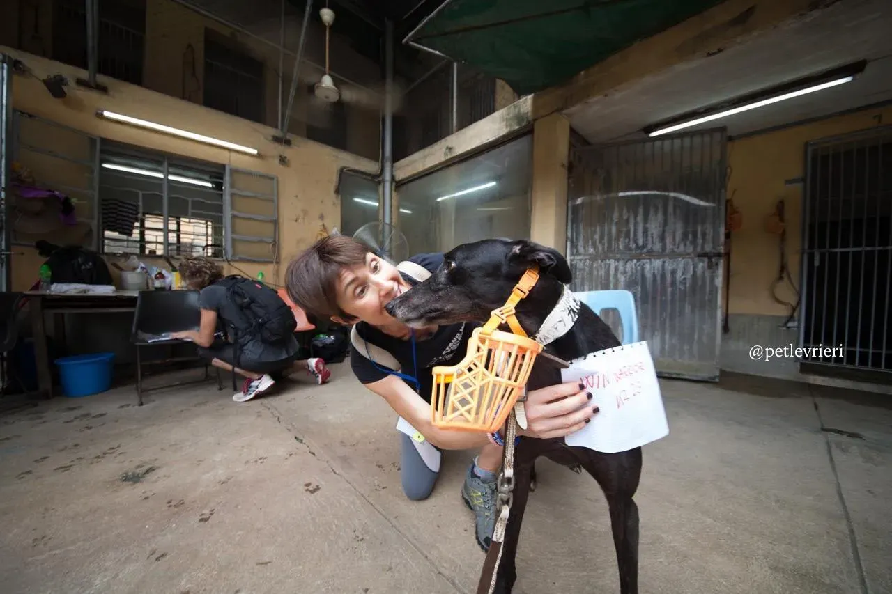 8 win warrior adozione greyhound macao