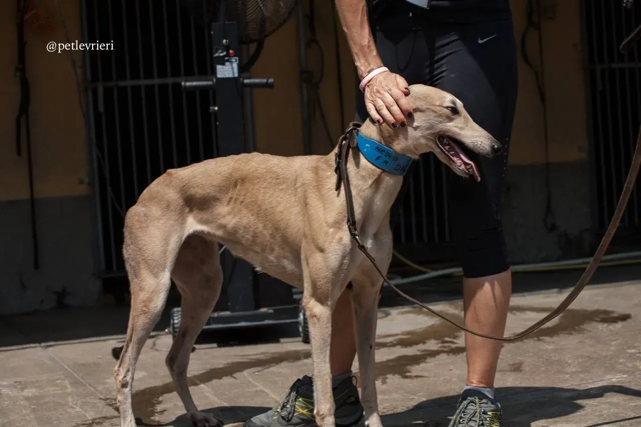 8 wins herojoys adozione greyhound macao