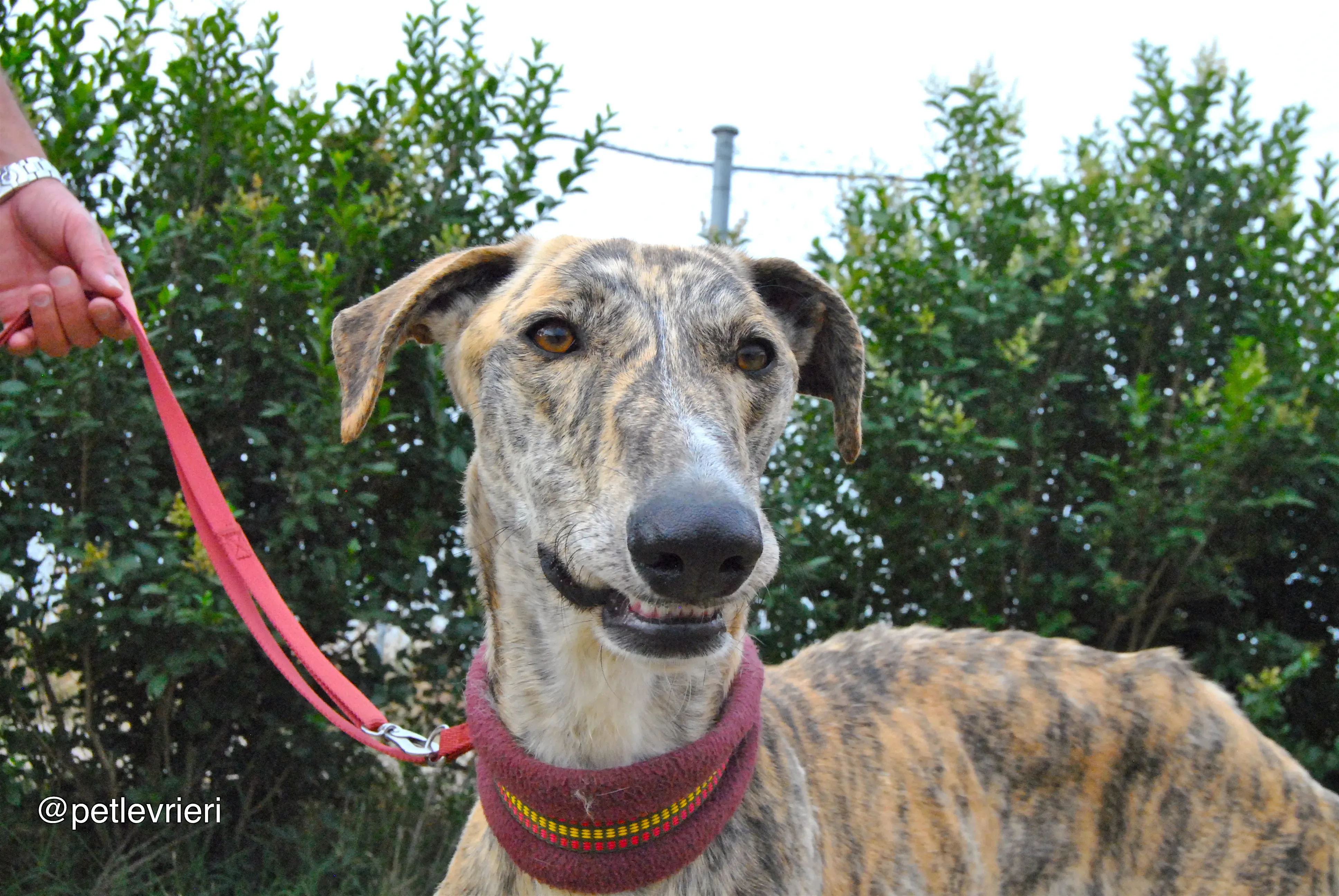 8 yasi adozione levrieri galgo