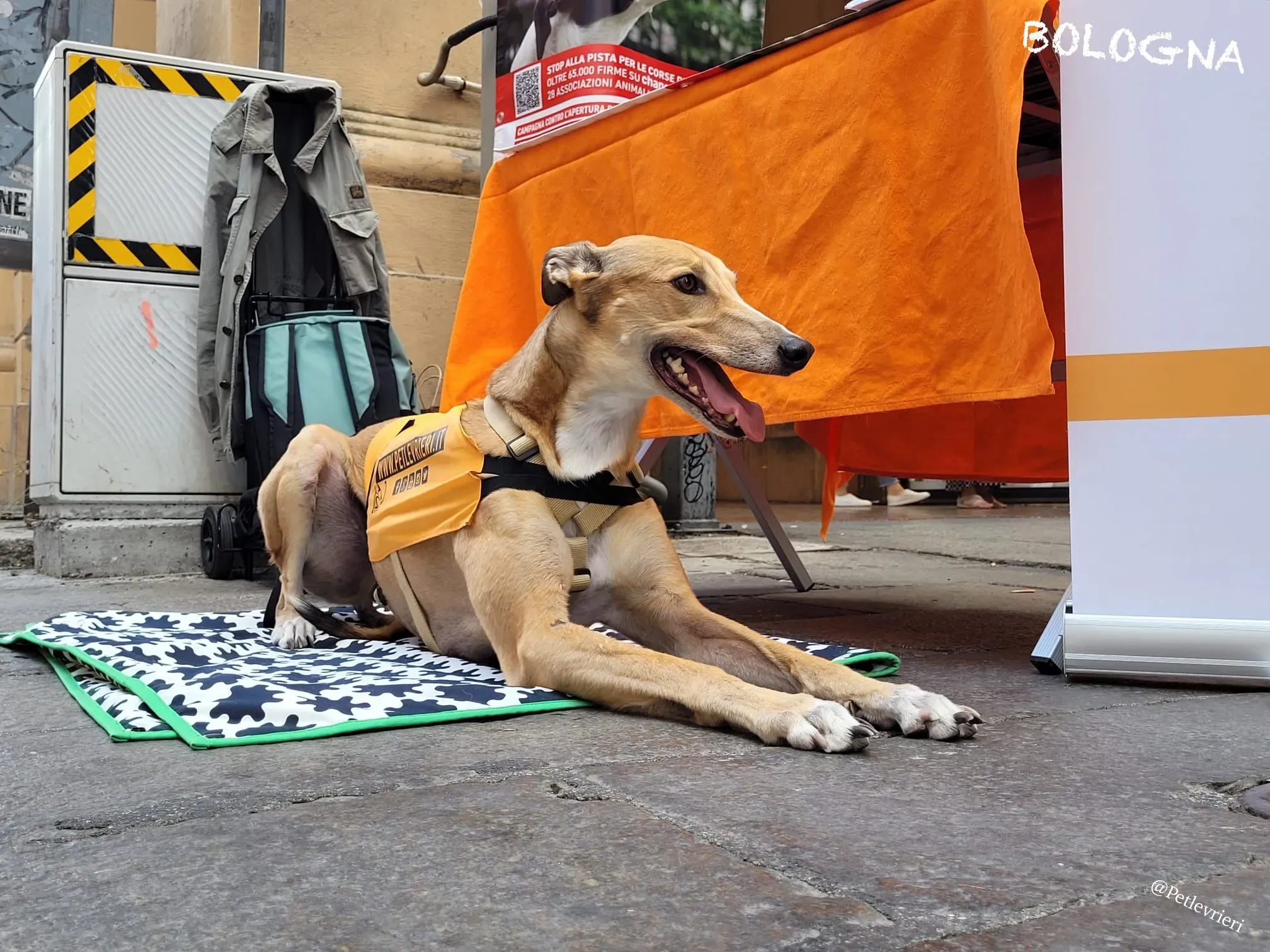 8bbf01b0 c45b 4025 9ec4 3d492b2c0619 risultato