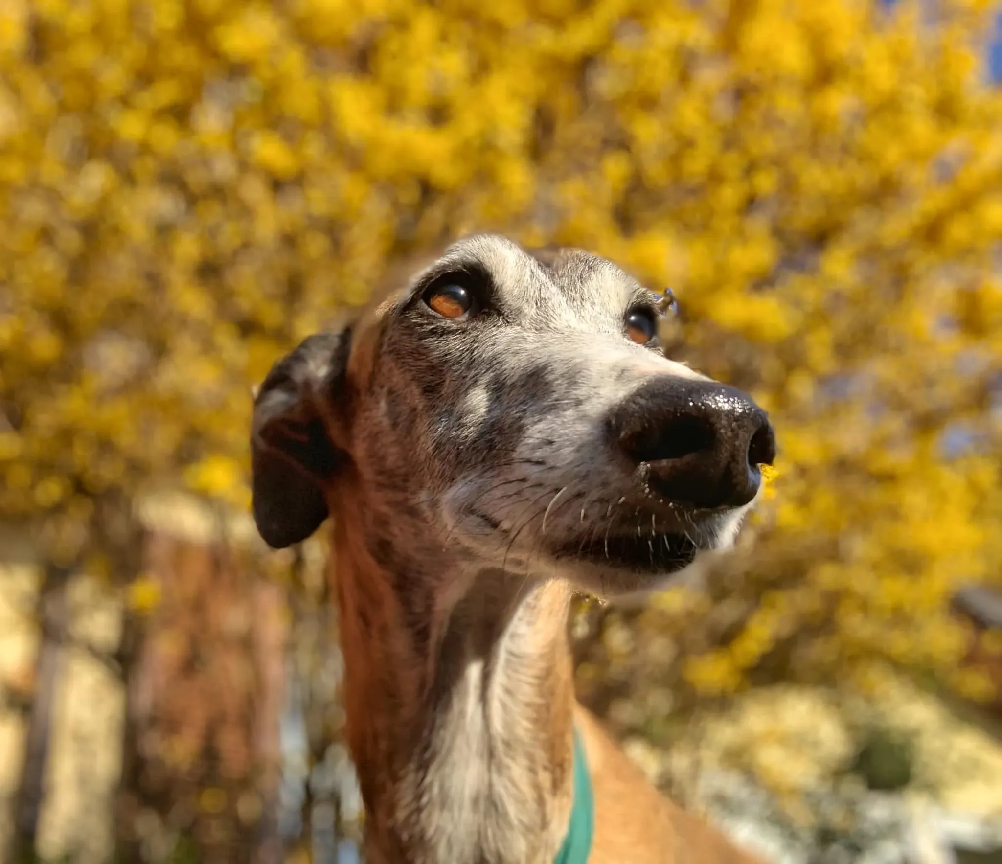 91040870 2878085445608625 4219607507766607872 o