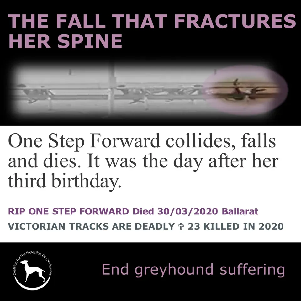 91084376 2269818799991772 6694530477342064640 o