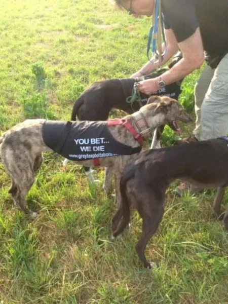 942315 473836316041310 781480422 n