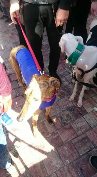 943992 10208701503321944 772800232091032087 n