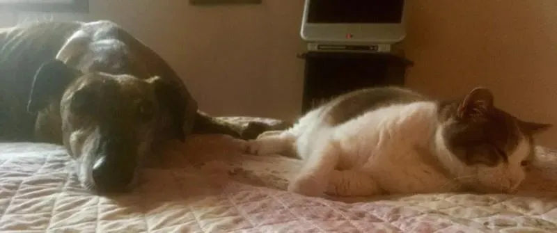 944680 985356251548230 2512763971002429657 n