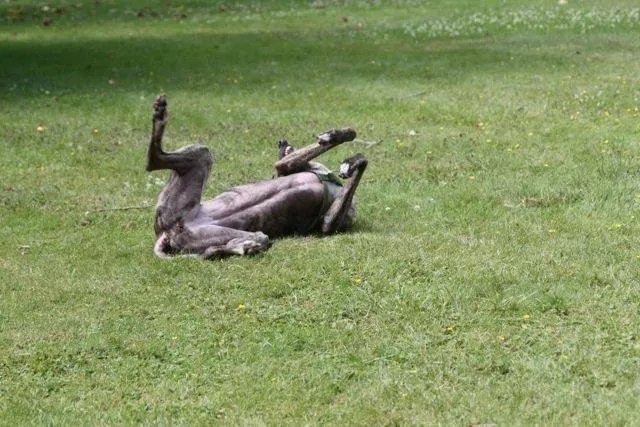 946382 4721801502655 1529780034 n