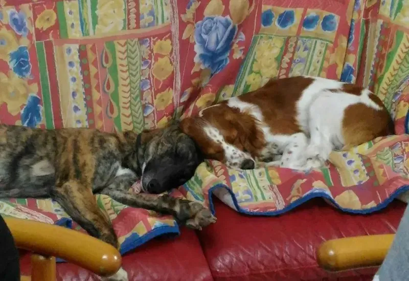 946750 10206028623780064 3455994313354552291 n