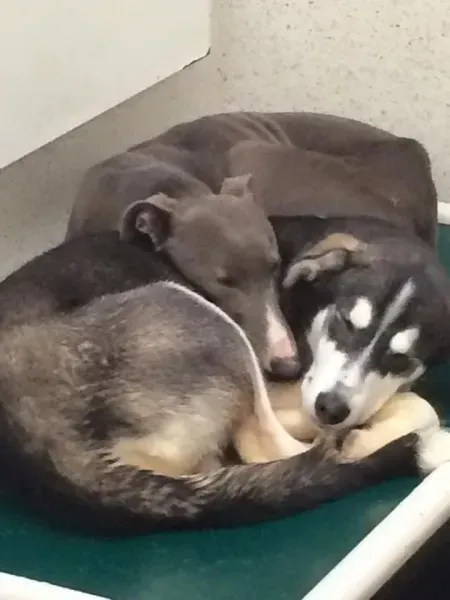 947016 1139971649353866 4254225623329573204 n