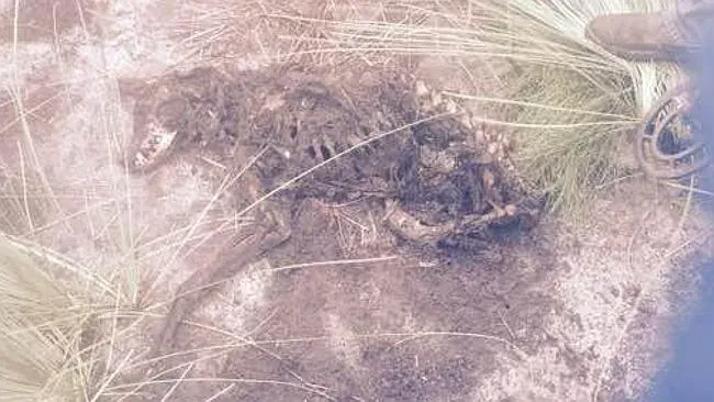 948021 2f9151ea d8d0 11e4 915f fd70bc6357a8