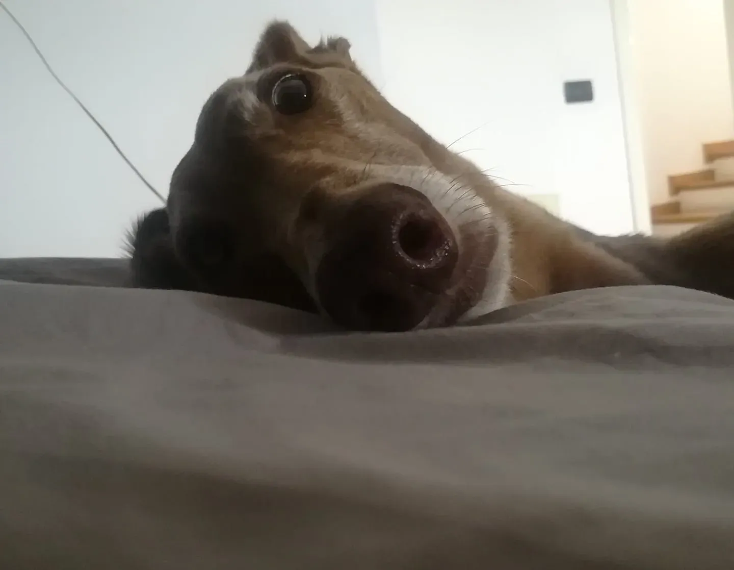 95065702 10157328048022475 2625848378054934528 n