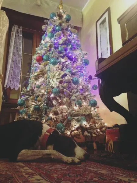 9594 1139409309410455 4895348046306497739 n