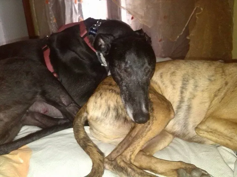 961410 789849301083722 878031803 n