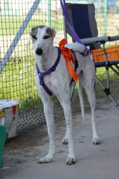 971584 10205767206881384 1126221560427494046 n