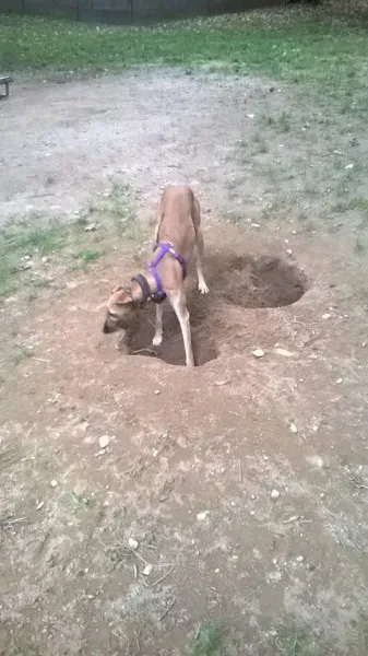 983831 735090553249217 8955983384789709148 n