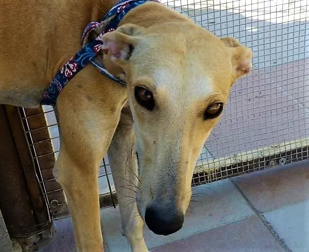 98511302748062 4A 2017 female crema tagliata 1