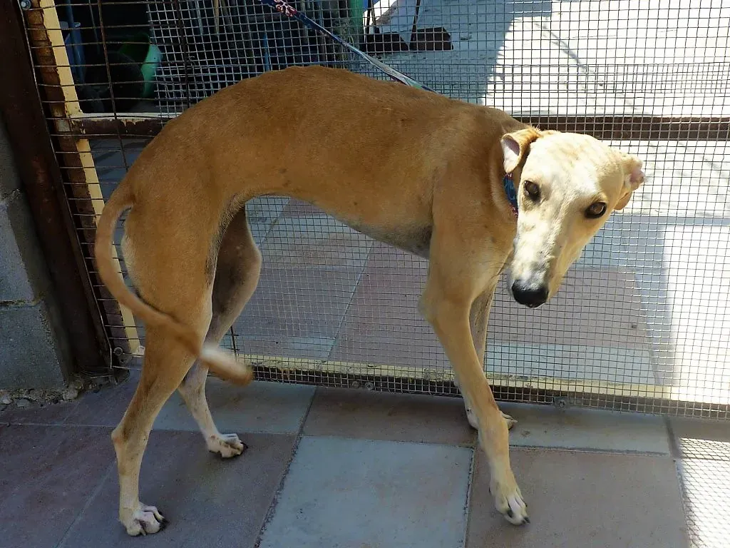 98511302748062 FEMMINA CREMA 4A