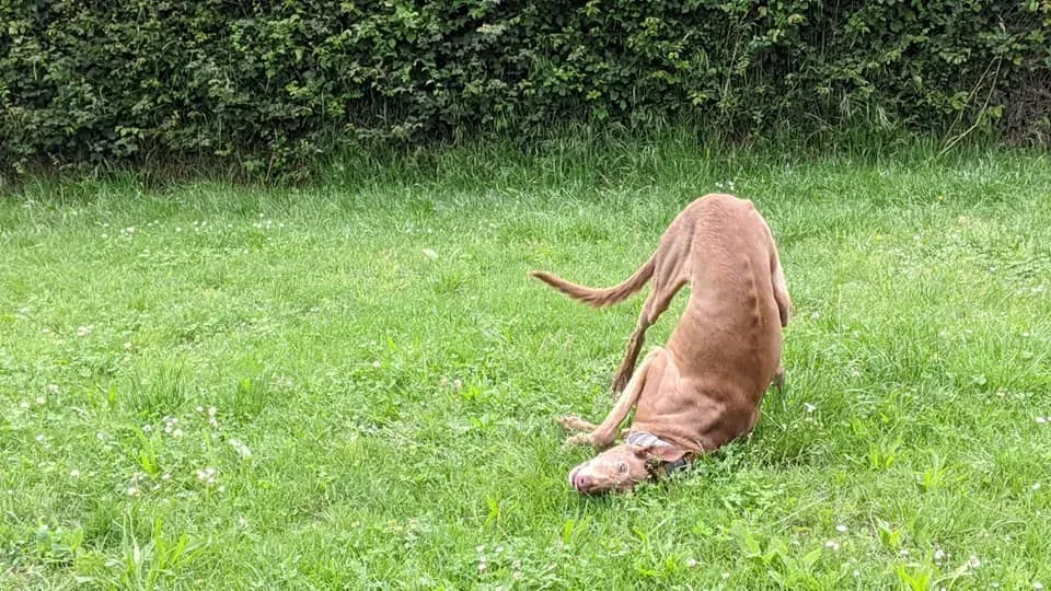 99084728 10157390132707475 6605681206149251072 n