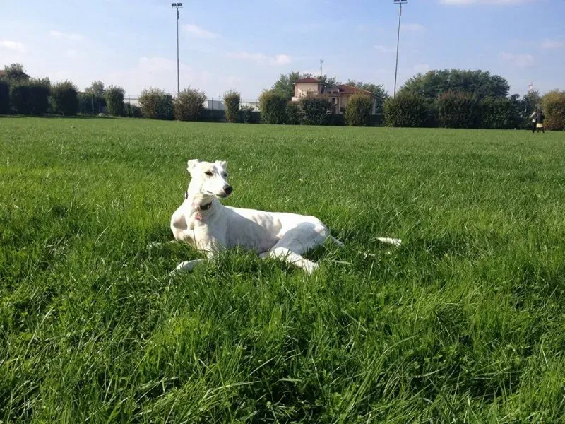 994988 10209320274272706 6246833668211307215 n