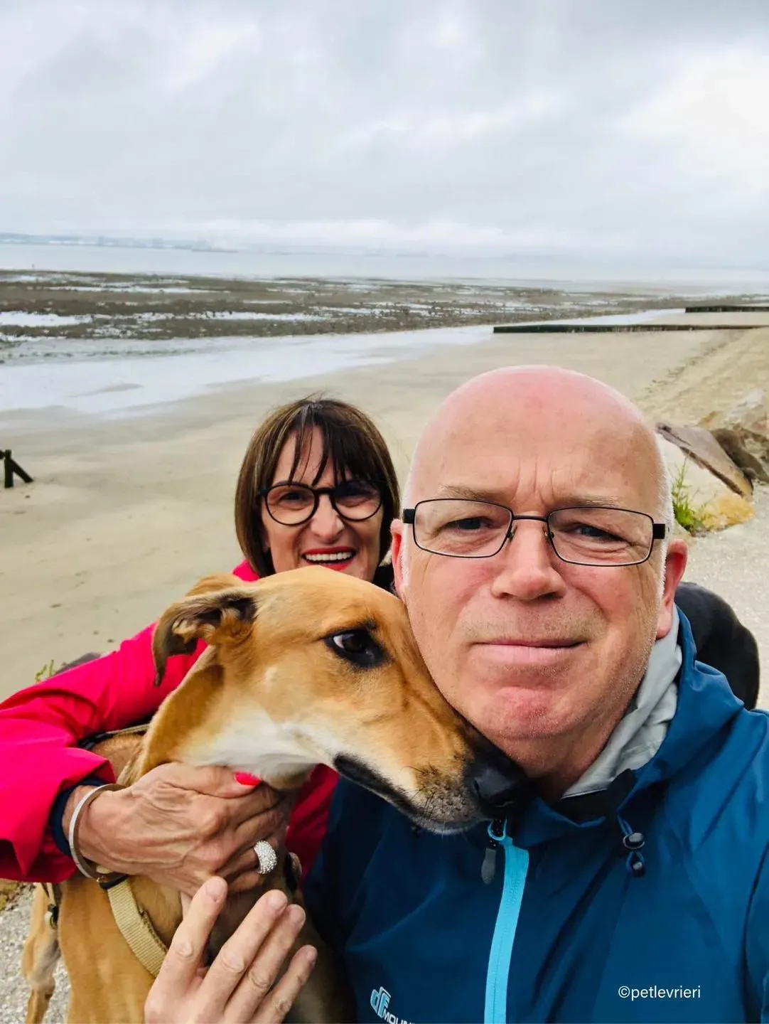 9Stevie lurcher pet levrieri felici casa