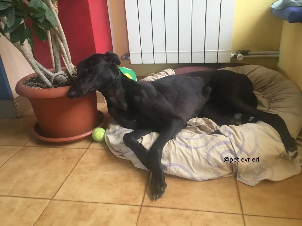 9 Doodle Greyhound rescue petlevrieri petlevrierionlus foster progettofoster
