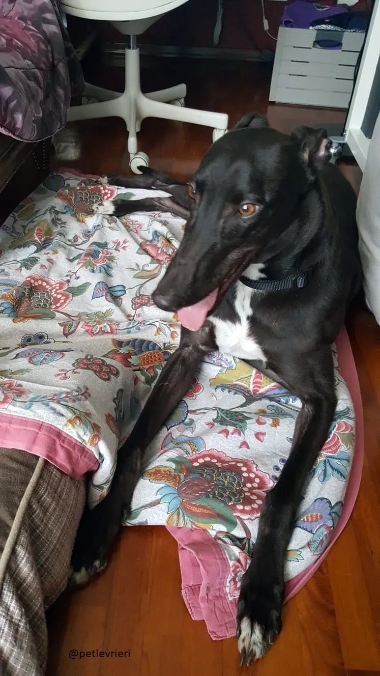 9 Jerry Greyhound rescue petlevrieri petlevrierionlus foster progettofoster