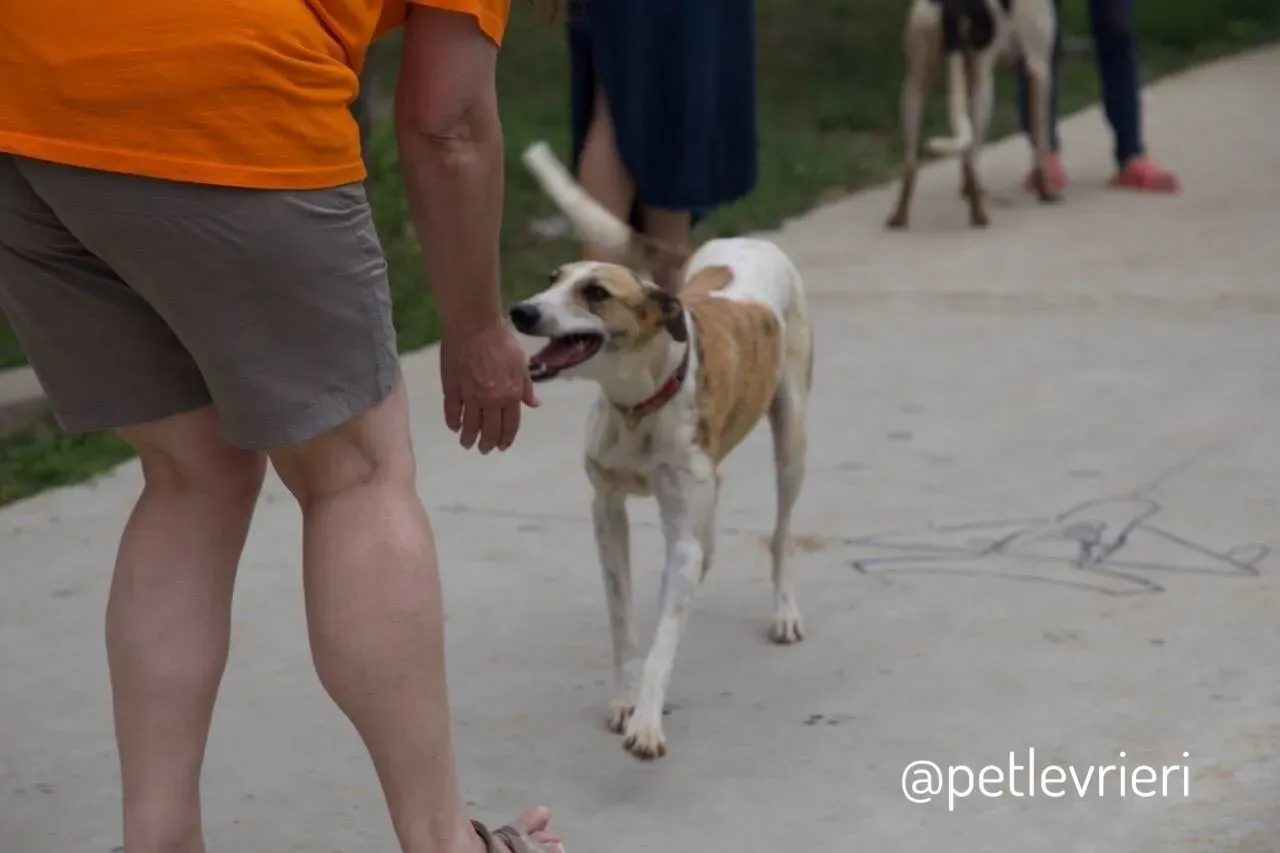 9 Sam whippet petlevrieri petlevrierionlus salvatomercatodellacarne cina maco.JPG