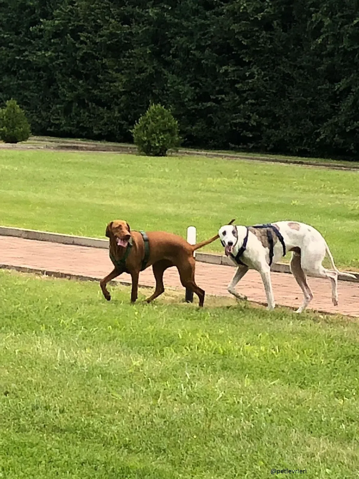 9 Spark Greyhound rescue petlevrieri petlevrierionlus foster progettofoster