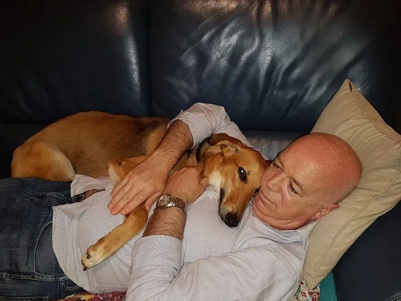 9 Steve lurcher petlevrierionlus adozione foster fostering