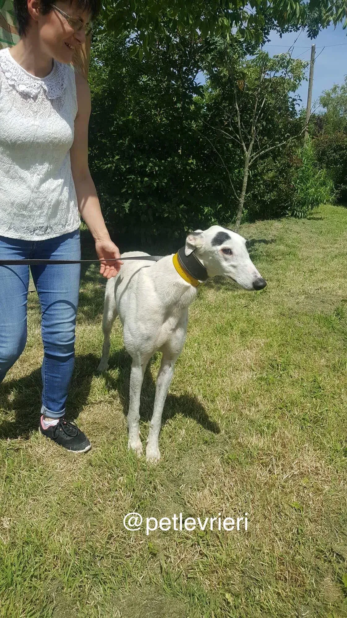 9 Young petlevrieri petlevrierionlus greyhound rescue settembre18