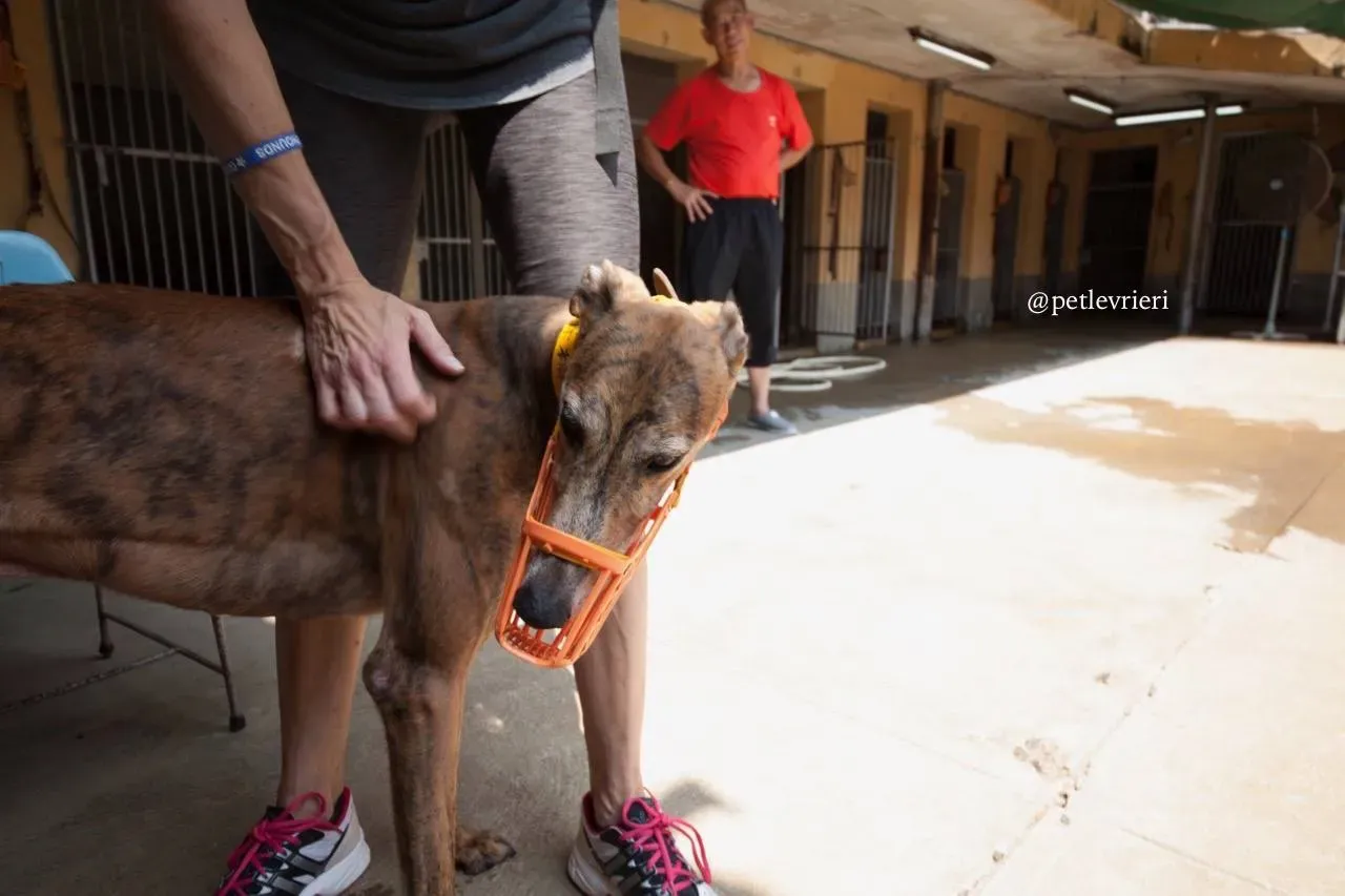 9 aogiri sen adozione greyhound macao