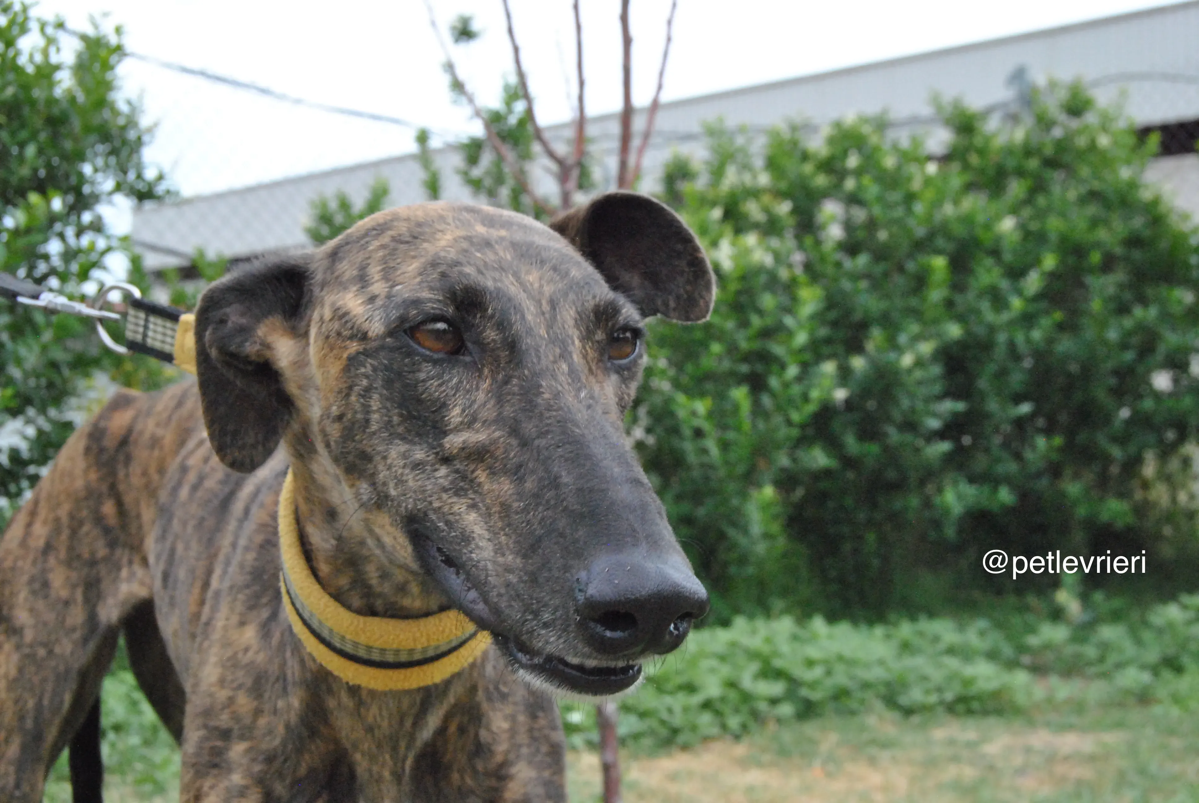 9 bala adozione levrieri galgo