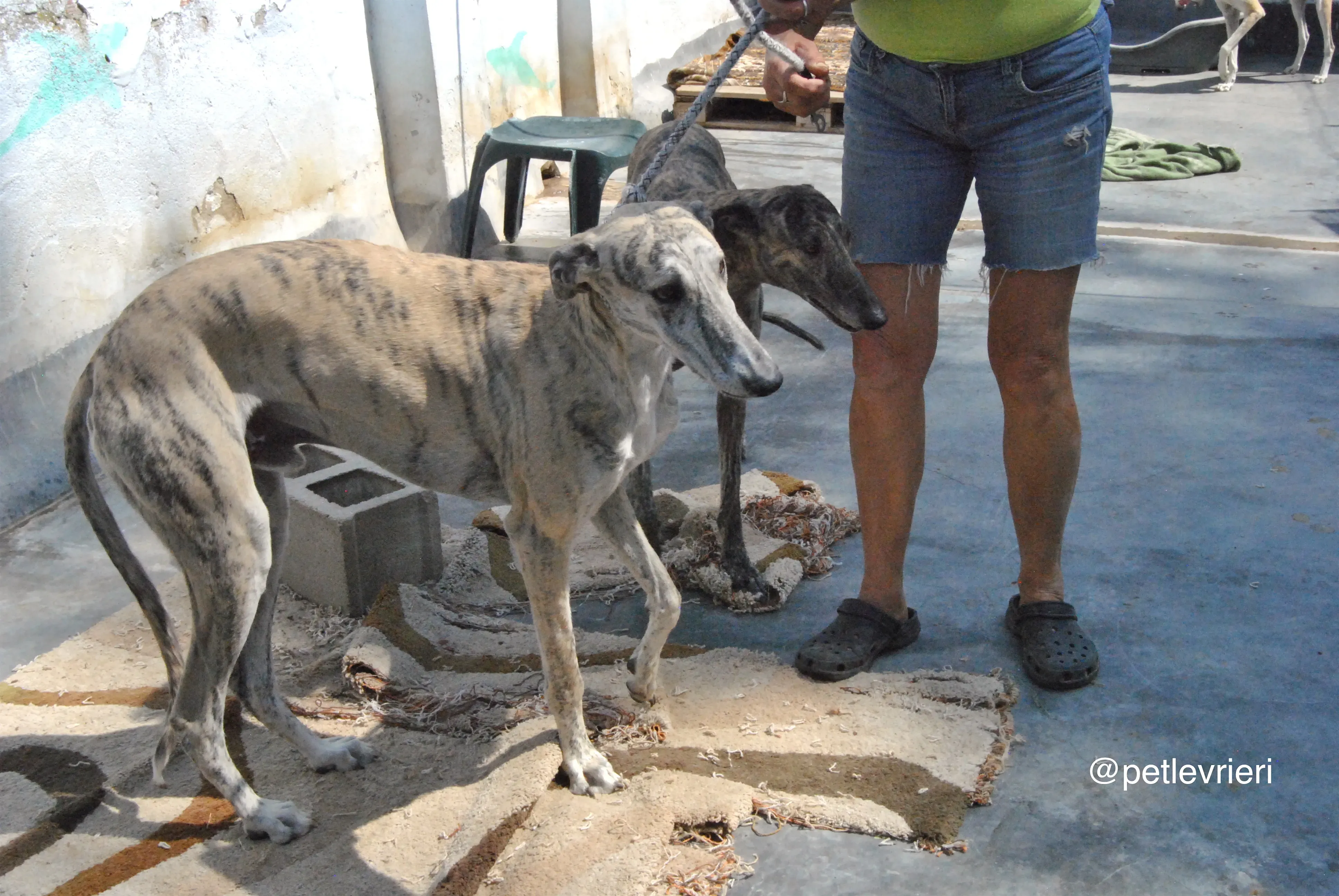 9 bastorin adozione levrieri galgo 1