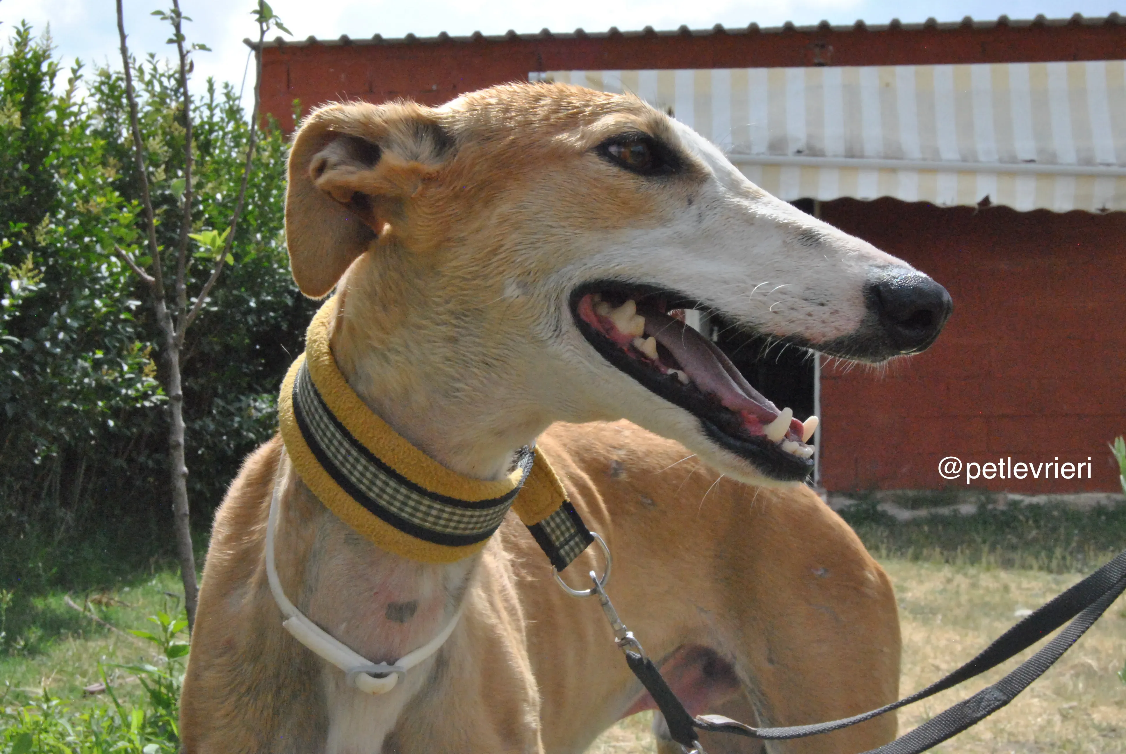 9 bisky adozione levrieri galgo