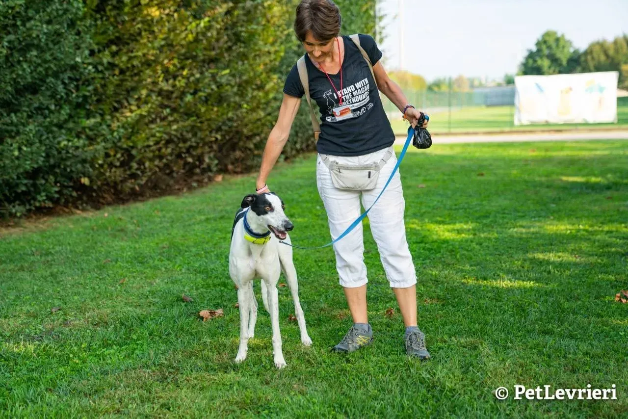 9 bob adozione levrieri greyhound