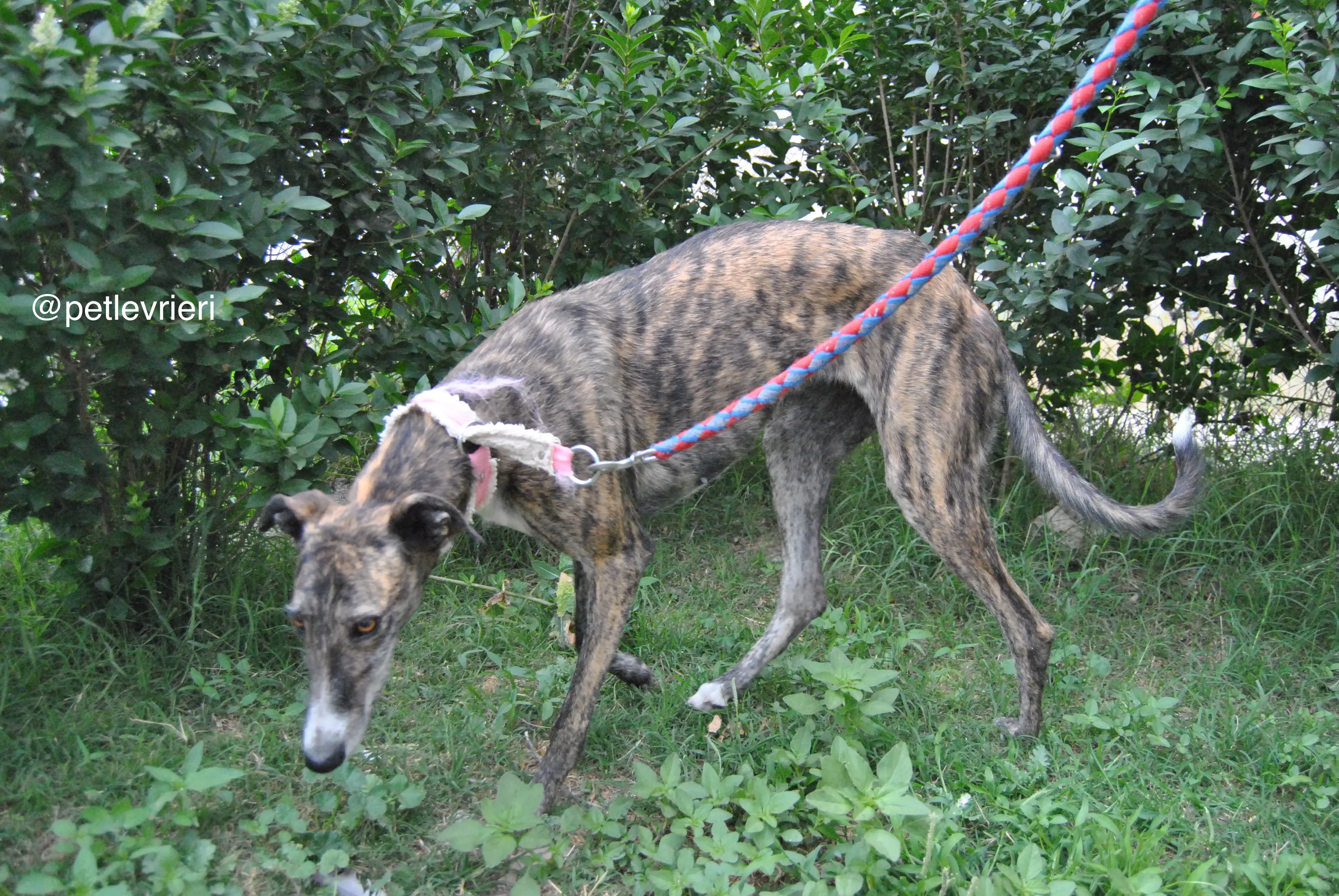 9 brandy adozione levrieri galgo