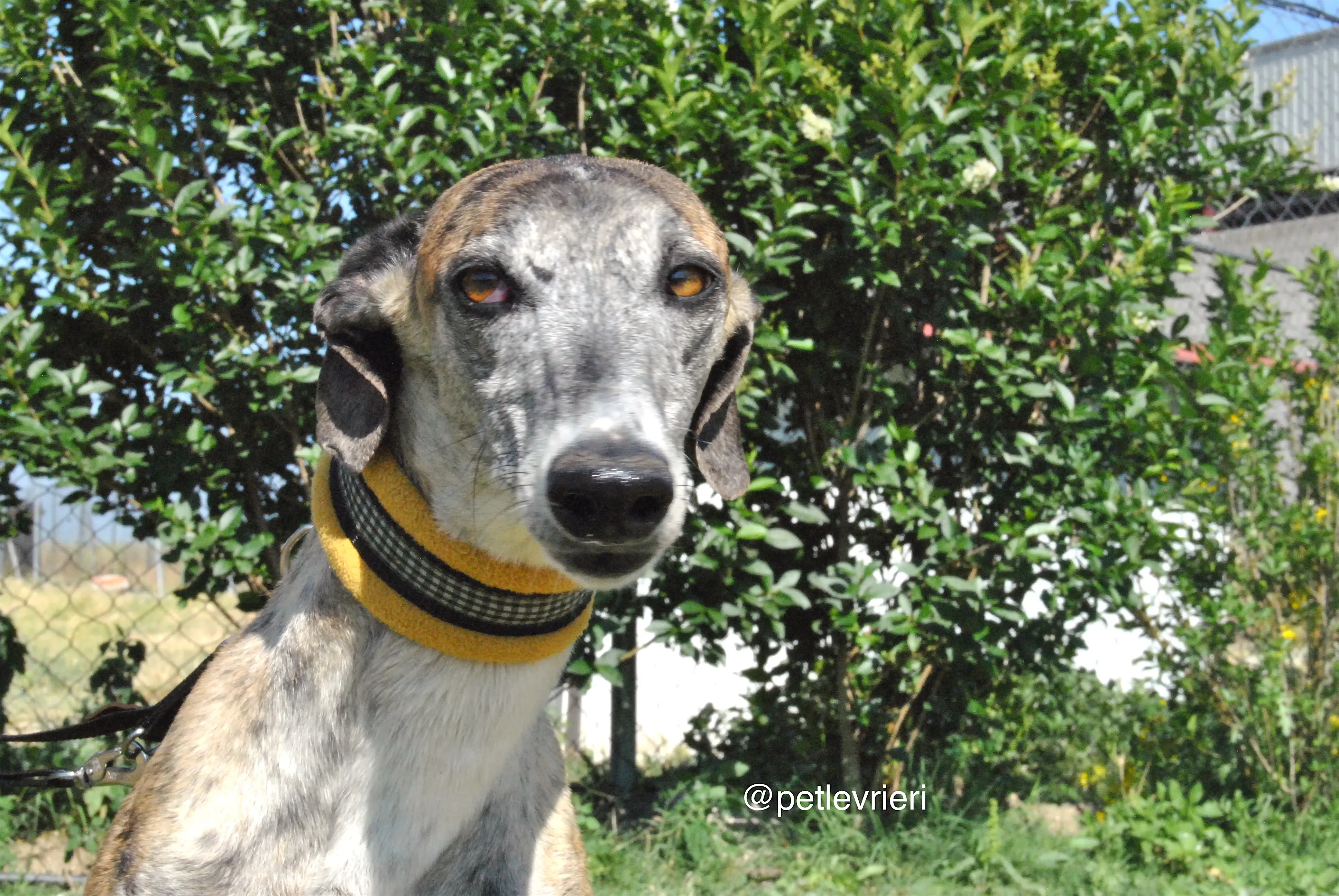 9 campanera adozione levrieri galgo