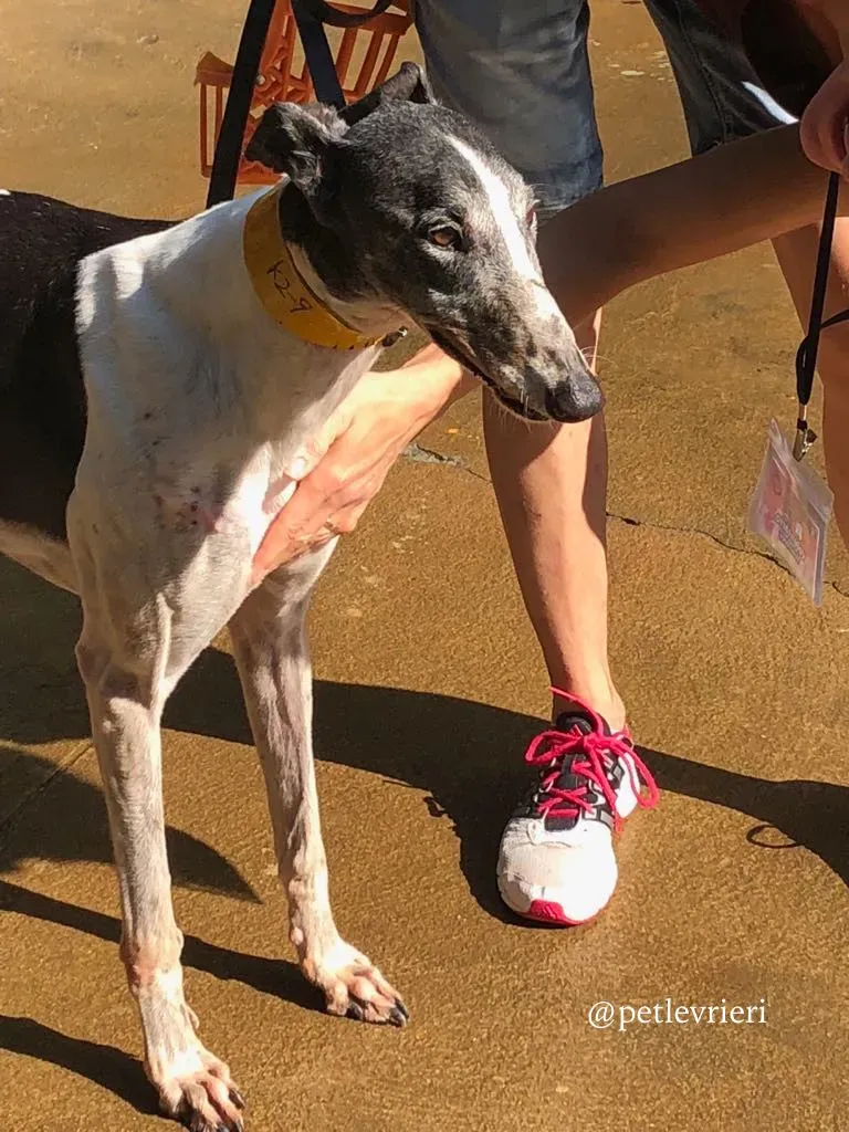 9 cyns crusader adozione greyhound macau