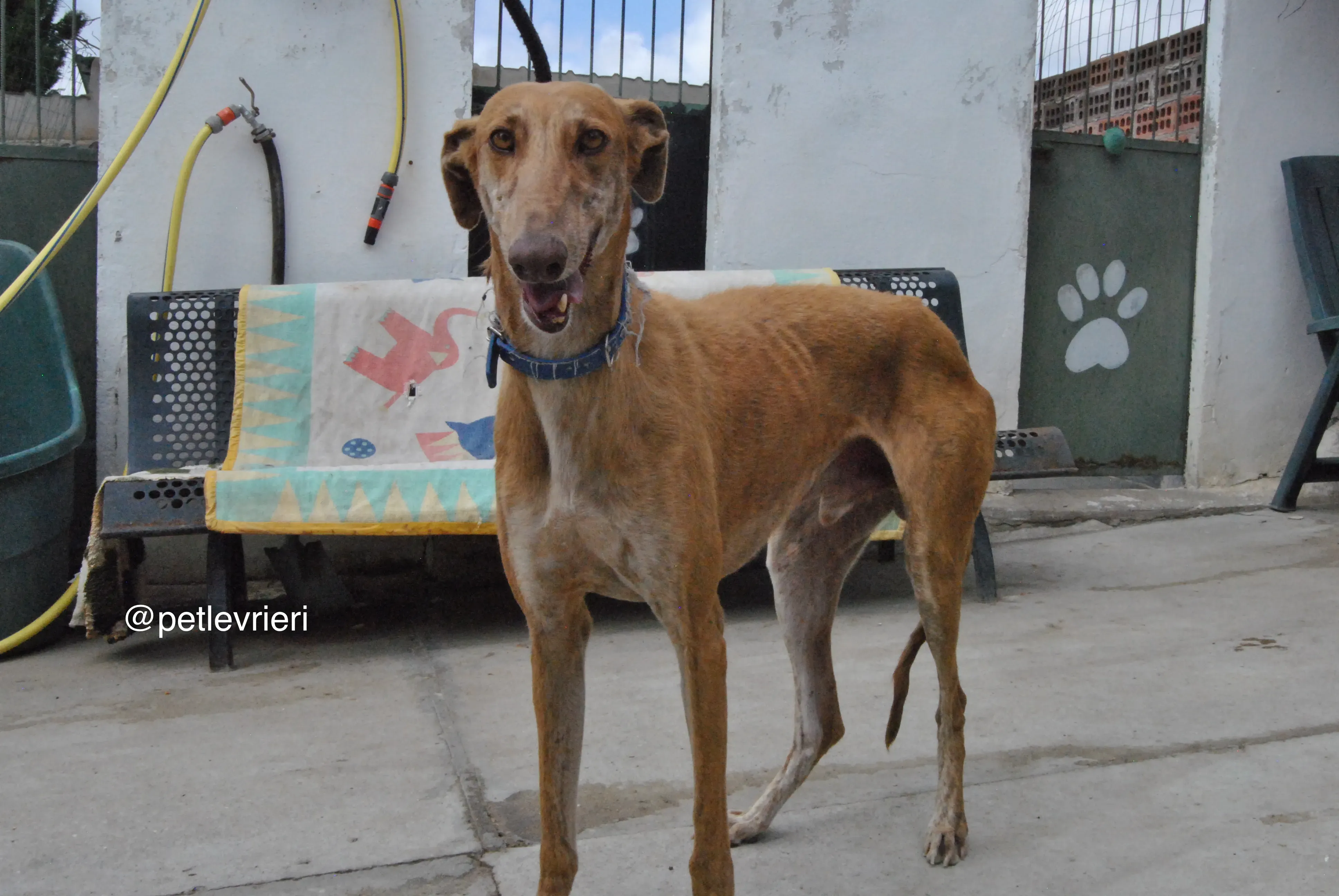 9 dali adozione levrieri galgo