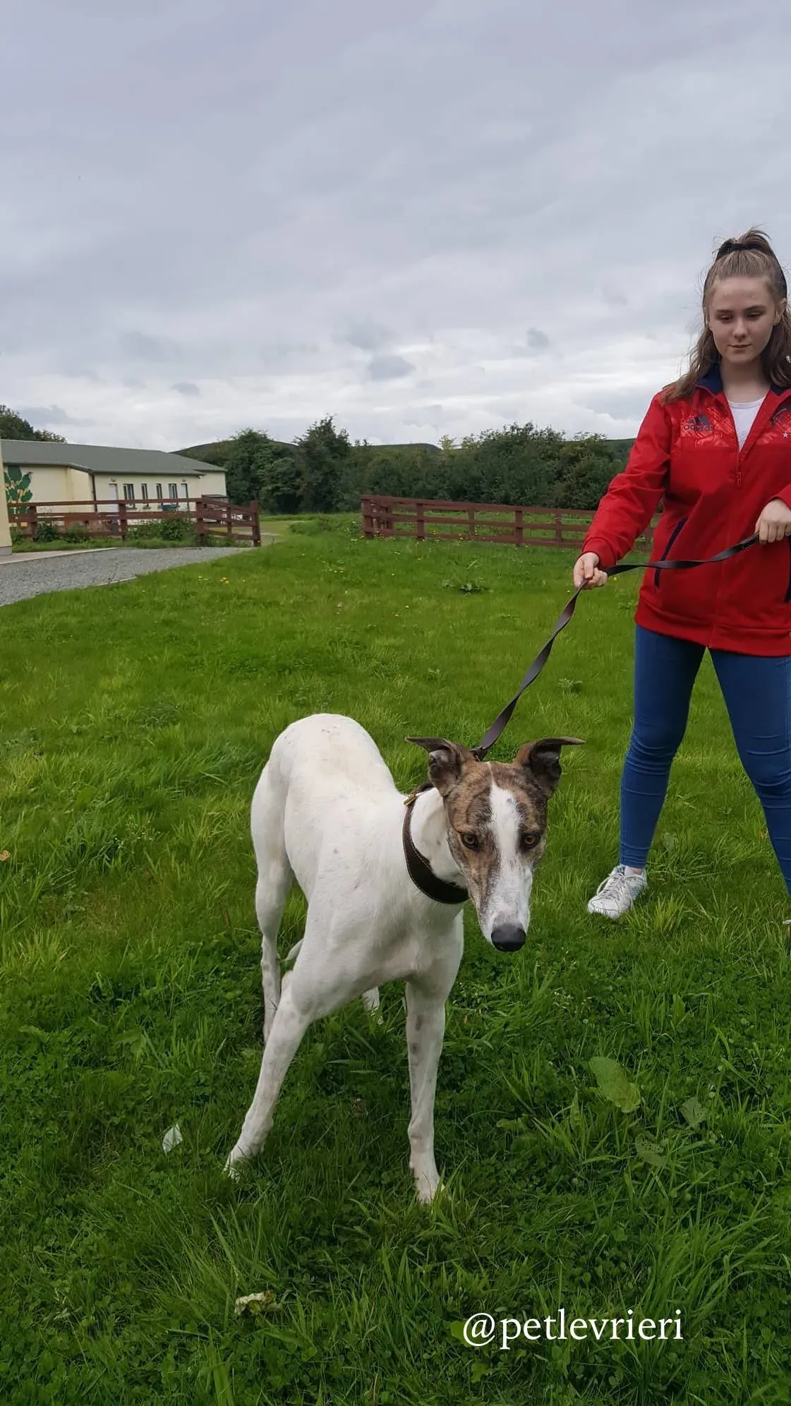 9 deva adozione greyhound